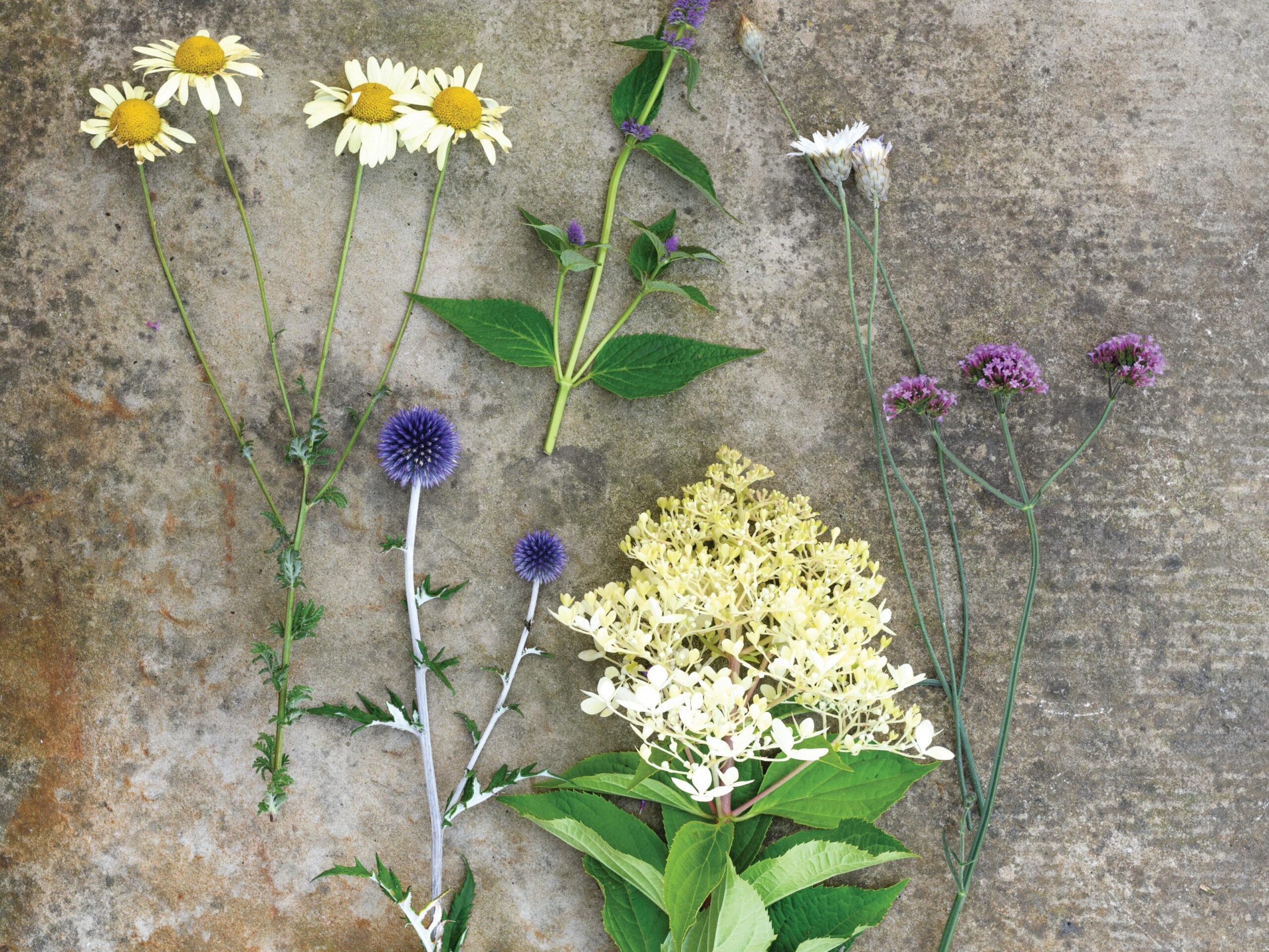 A container display in a steel bathtub using Hydrangea paniculata ‘Phantom’