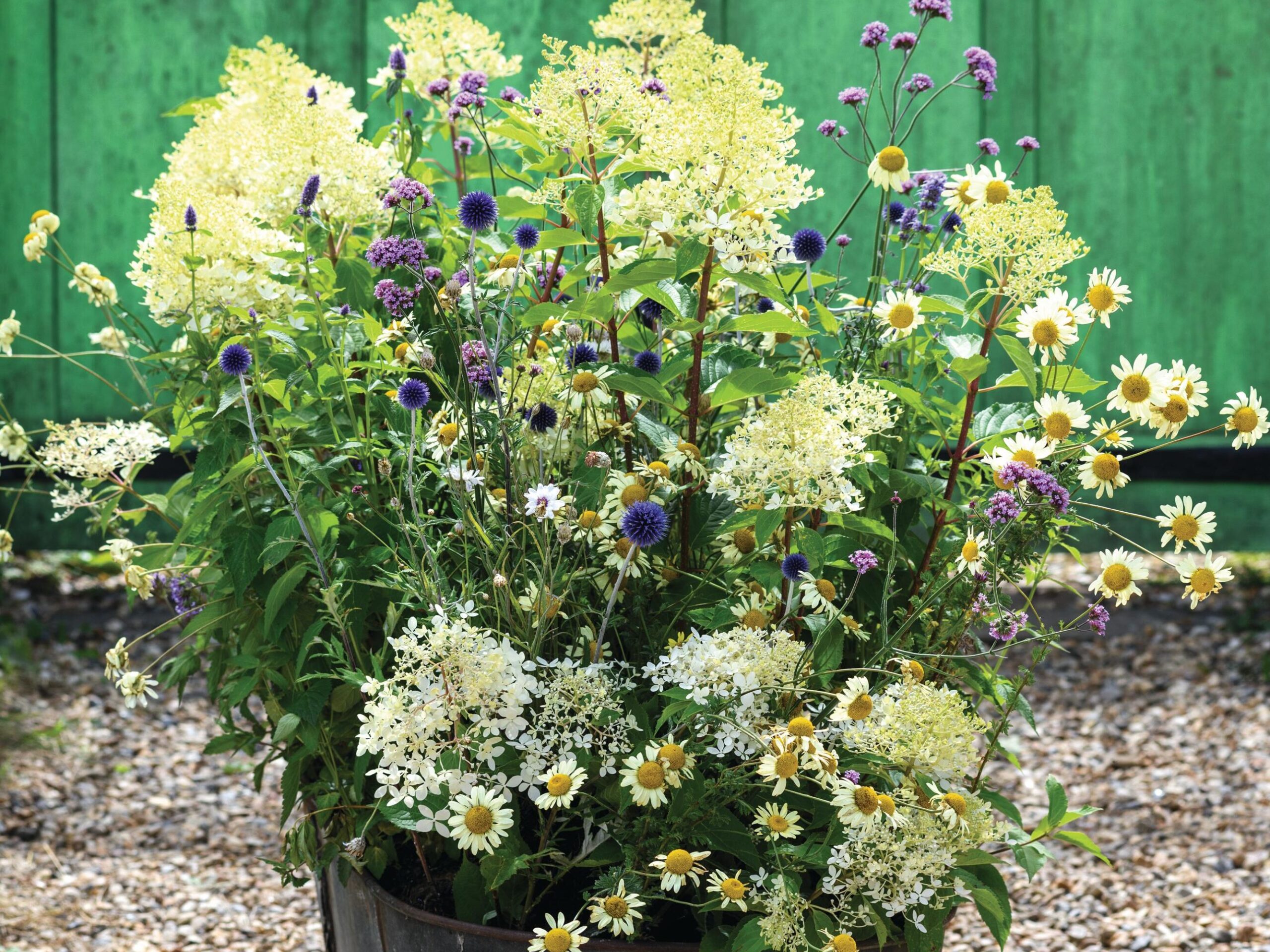 A container display in a steel bathtub using Hydrangea paniculata ‘Phantom’
