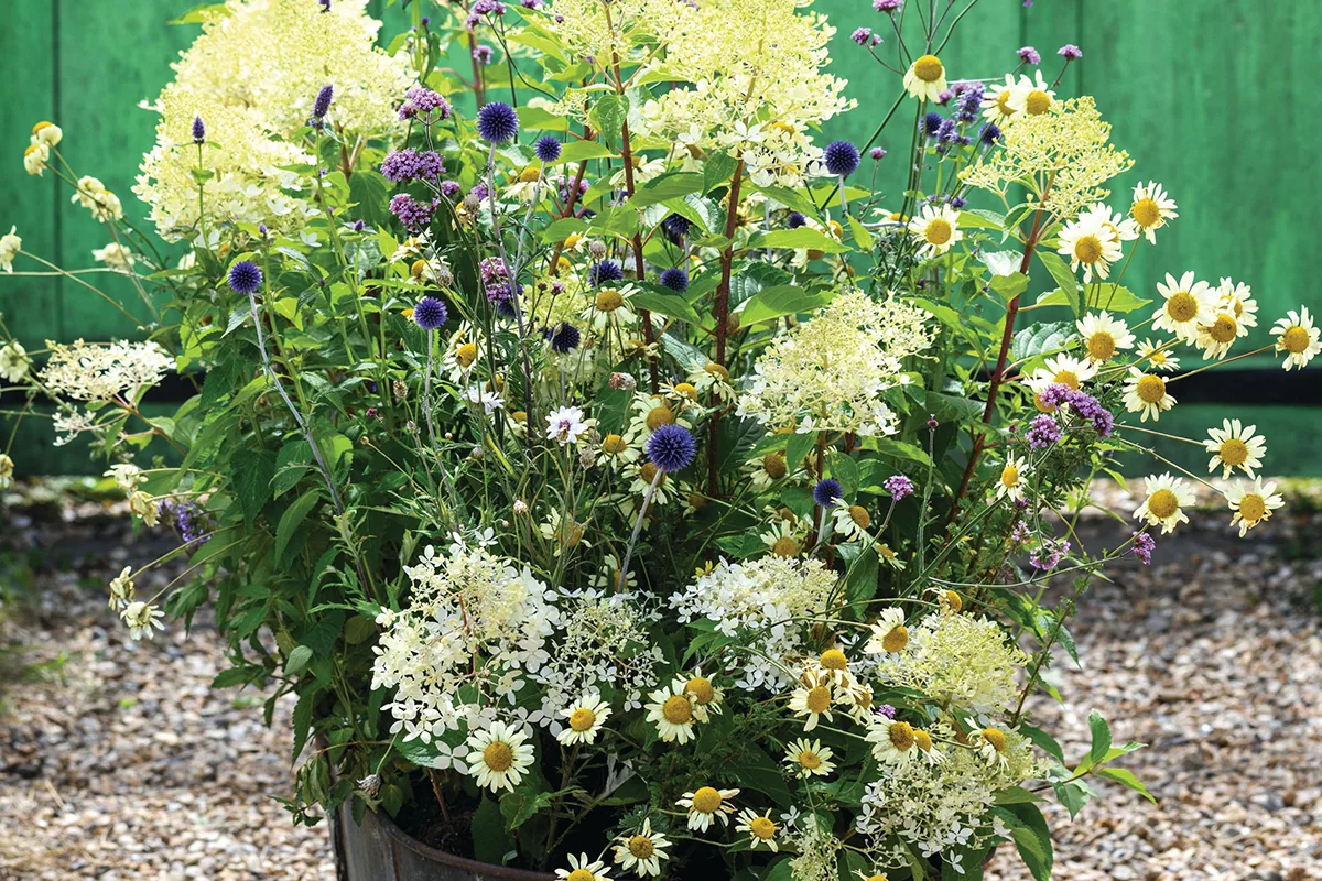 A container display in a steel bathtub using Hydrangea paniculata ‘Phantom’ A container display in a steel bathtub using Hydrangea paniculata ‘Phantom’