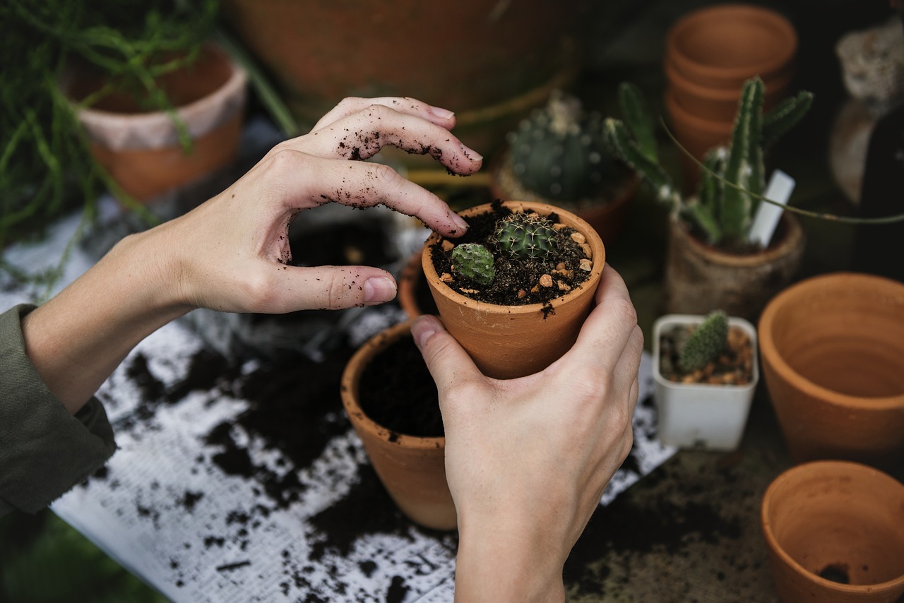 Person potting up cacti