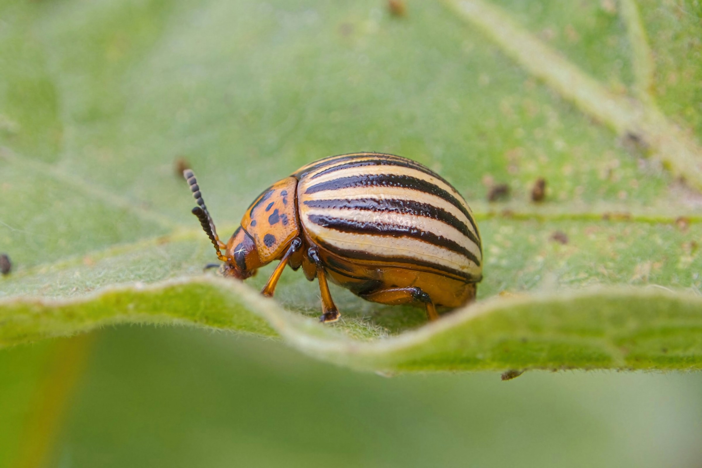 Colorado potato beetle on a green leaf