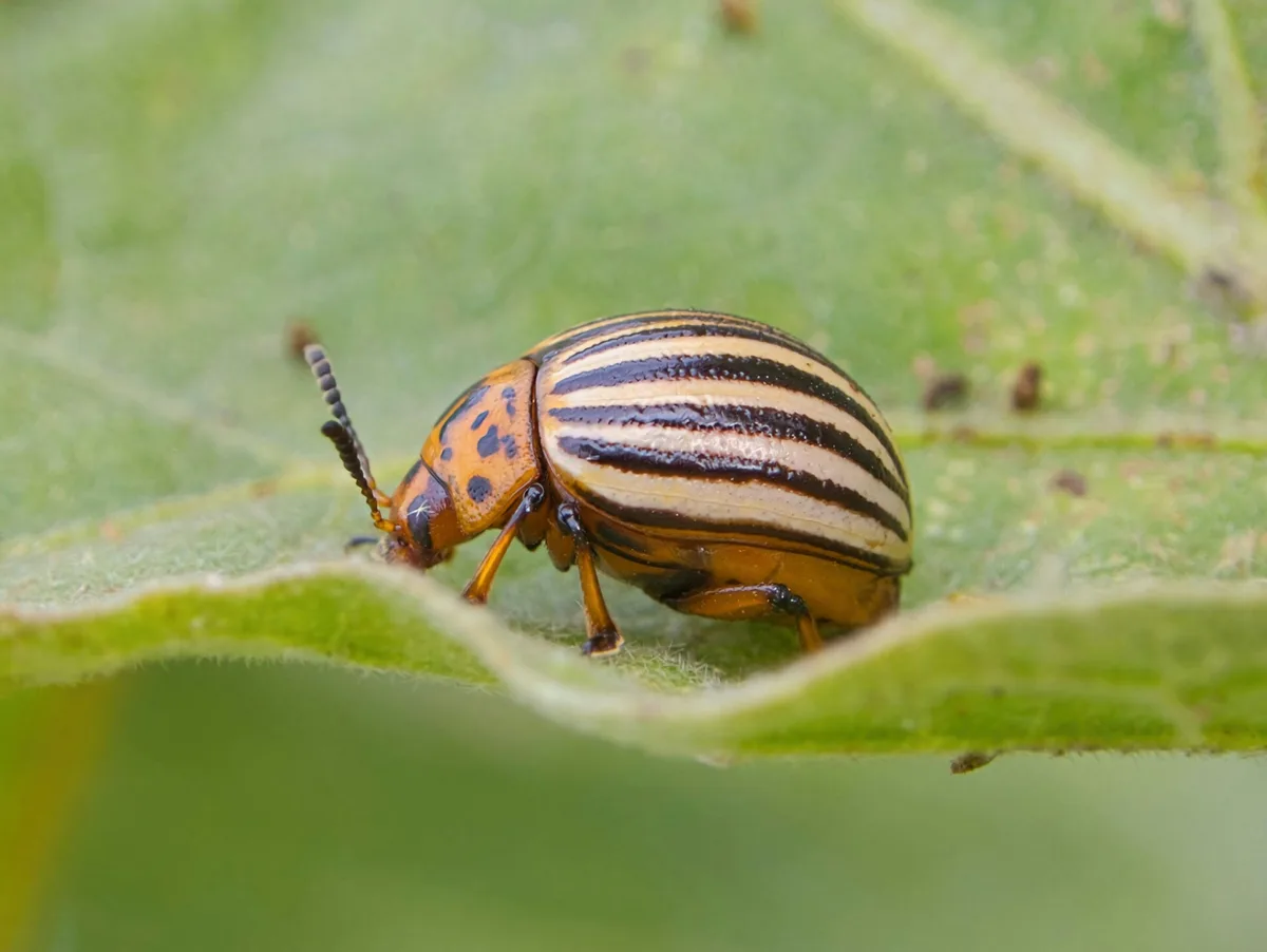 Colorado potato beetle Colorado potato beetle on a green leaf