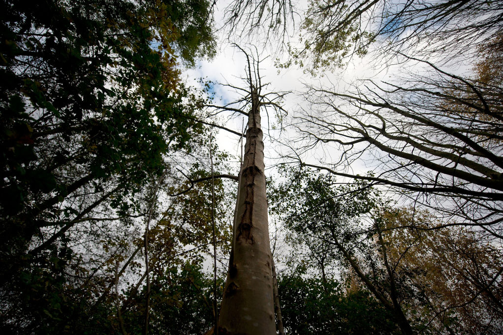 Shot looking up through trees