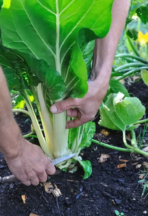 Perfect gardening knives Perfect gardening knives
