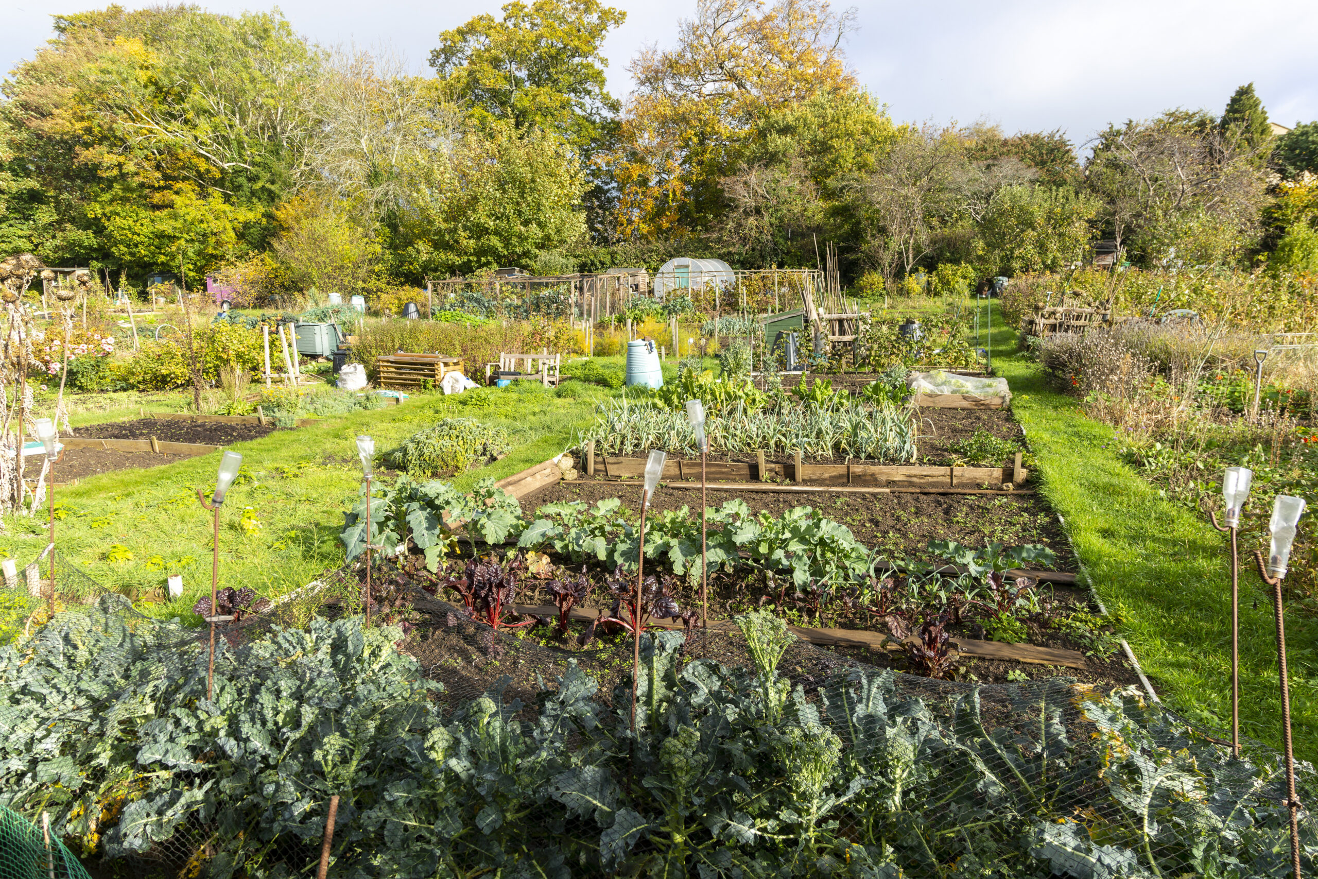 St Stephen's community allotment gardens, Lansdown, Bath