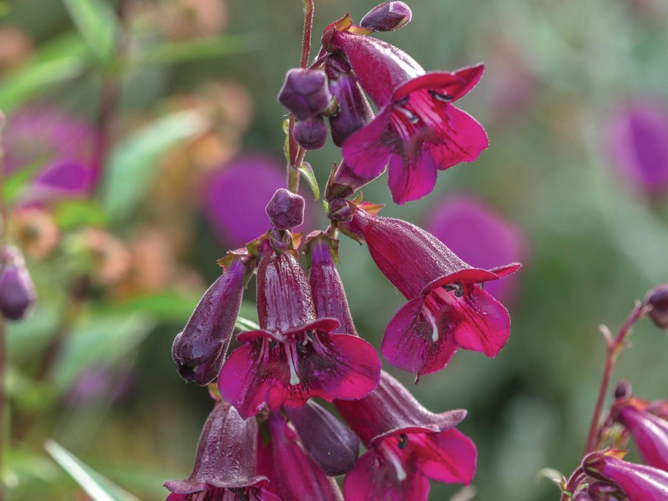 Penstemon ‘Pensham Plum Jerkum’