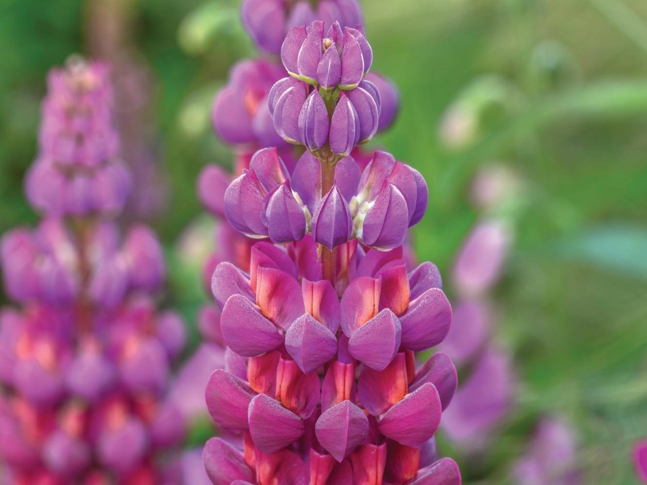 Lupinus ‘Masterpiece’