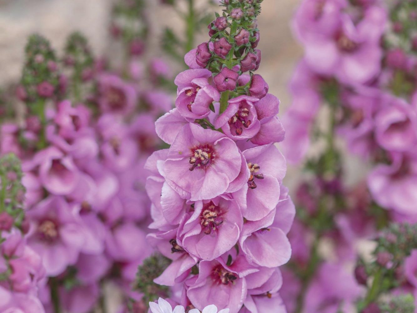 Verbascum ‘Pink Domino’