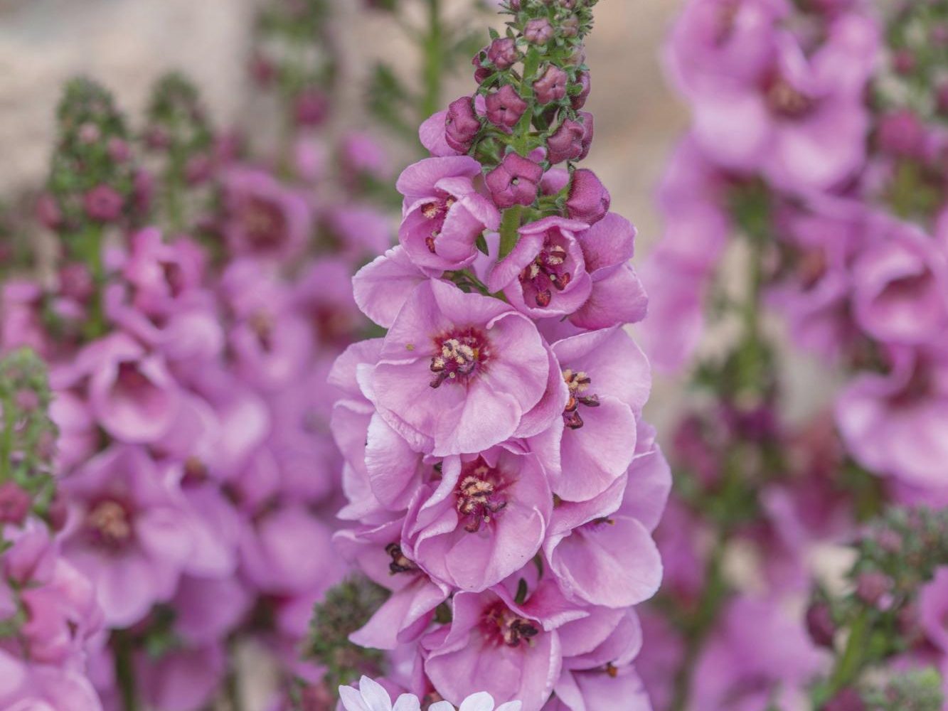 Verbascum ‘Pink Domino’