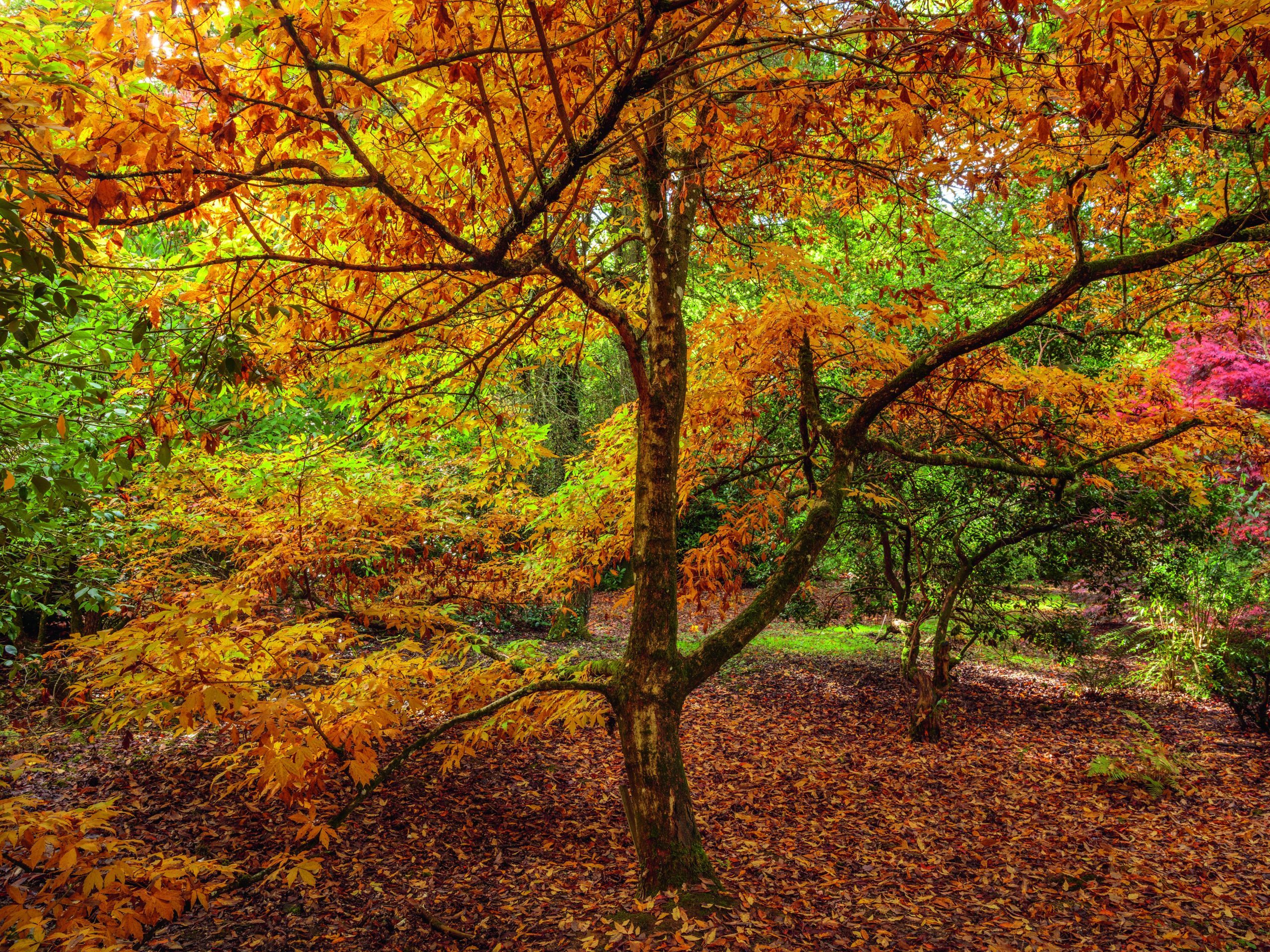 Woodland in autumn