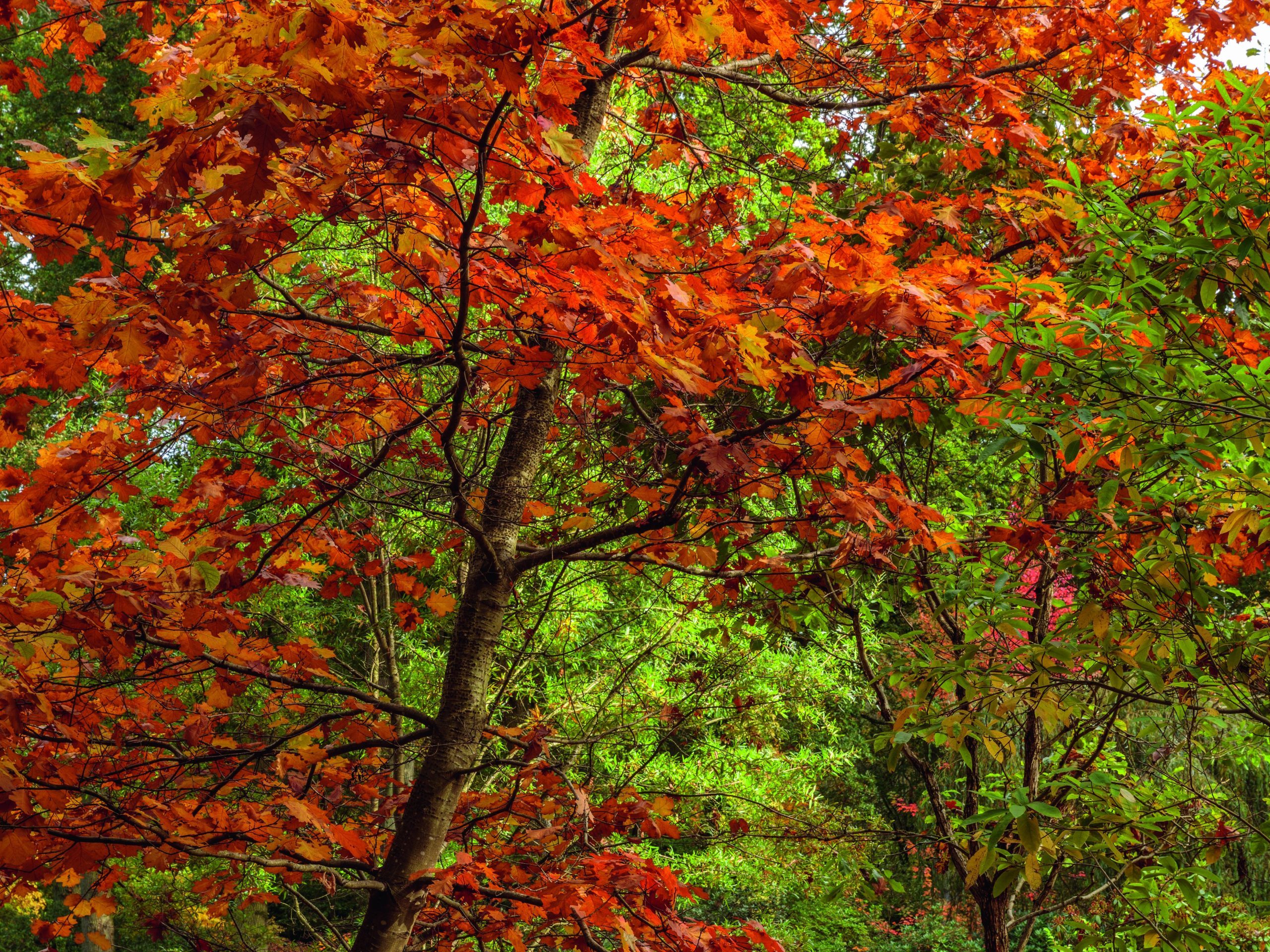 Red autumn tree leaves