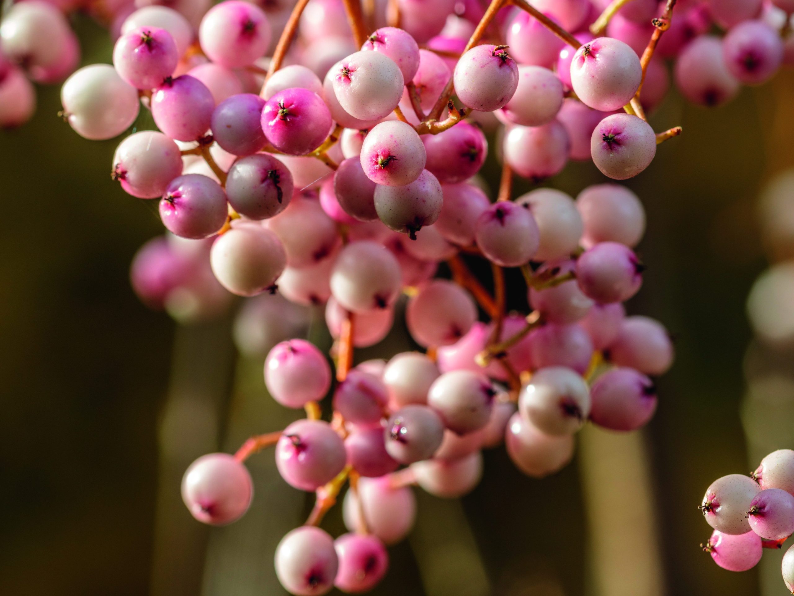 Pink flower buds