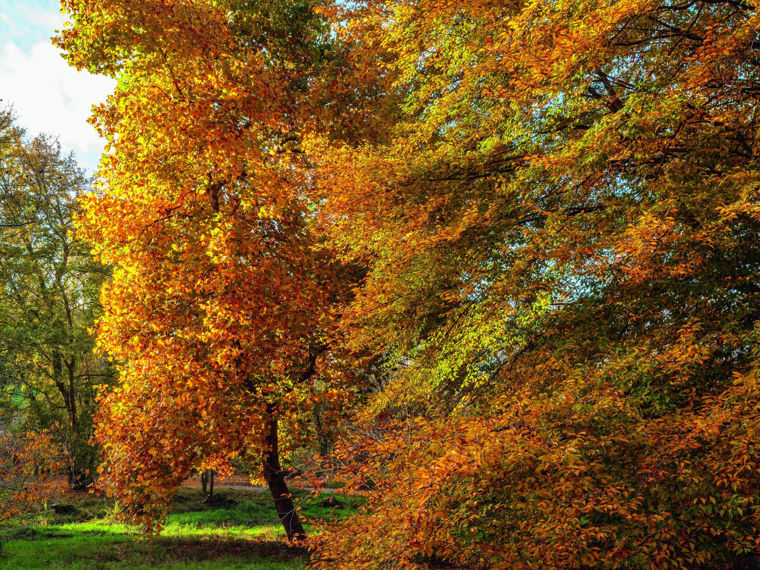 Autumn trees