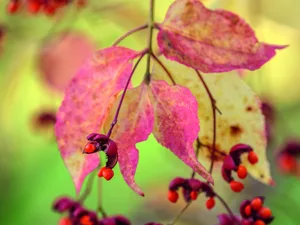 Euonymus oxyphyllus Evenley Wood ©Clive Nichols Red leaves and flowers