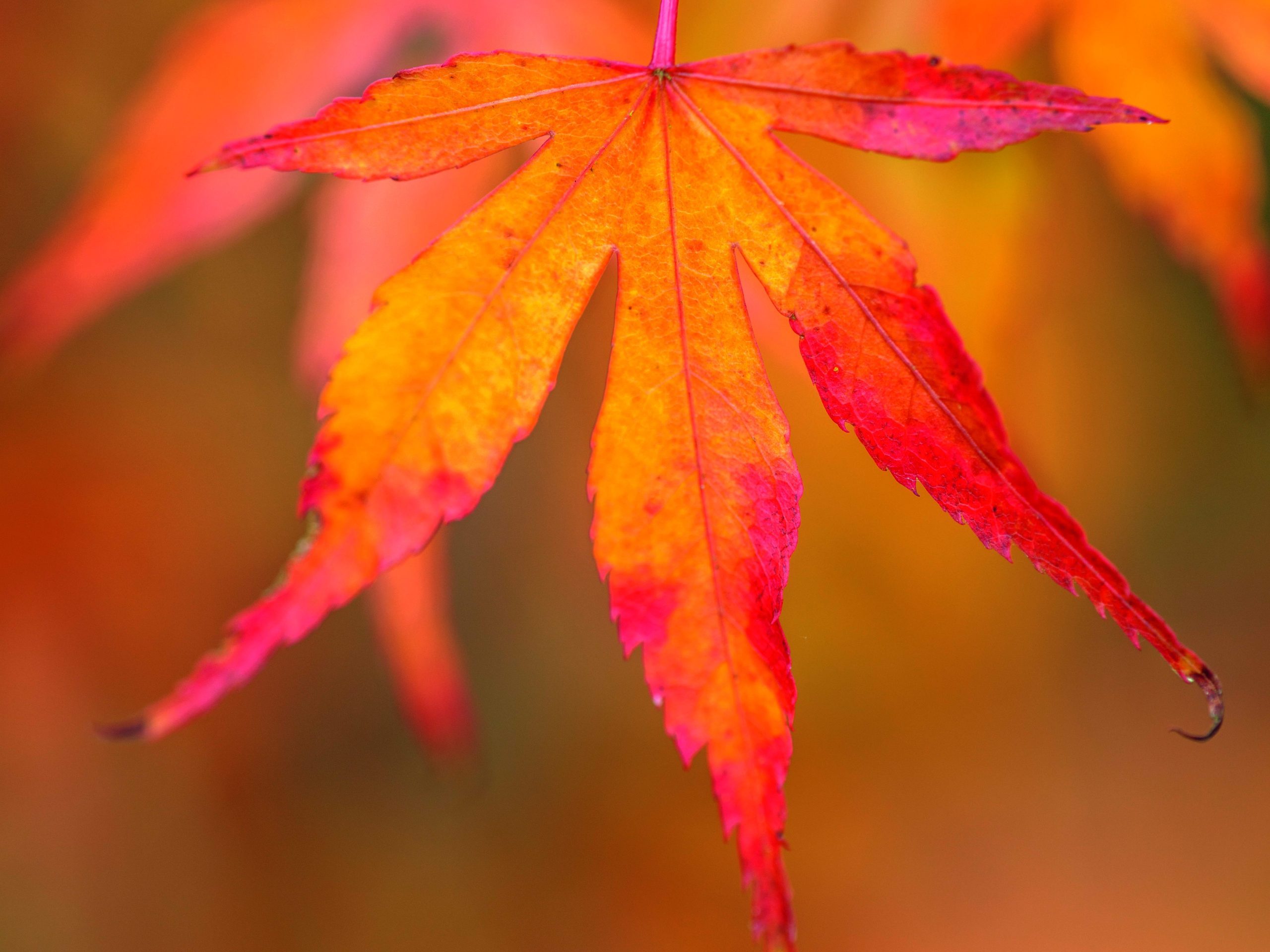 Red and orange leaf