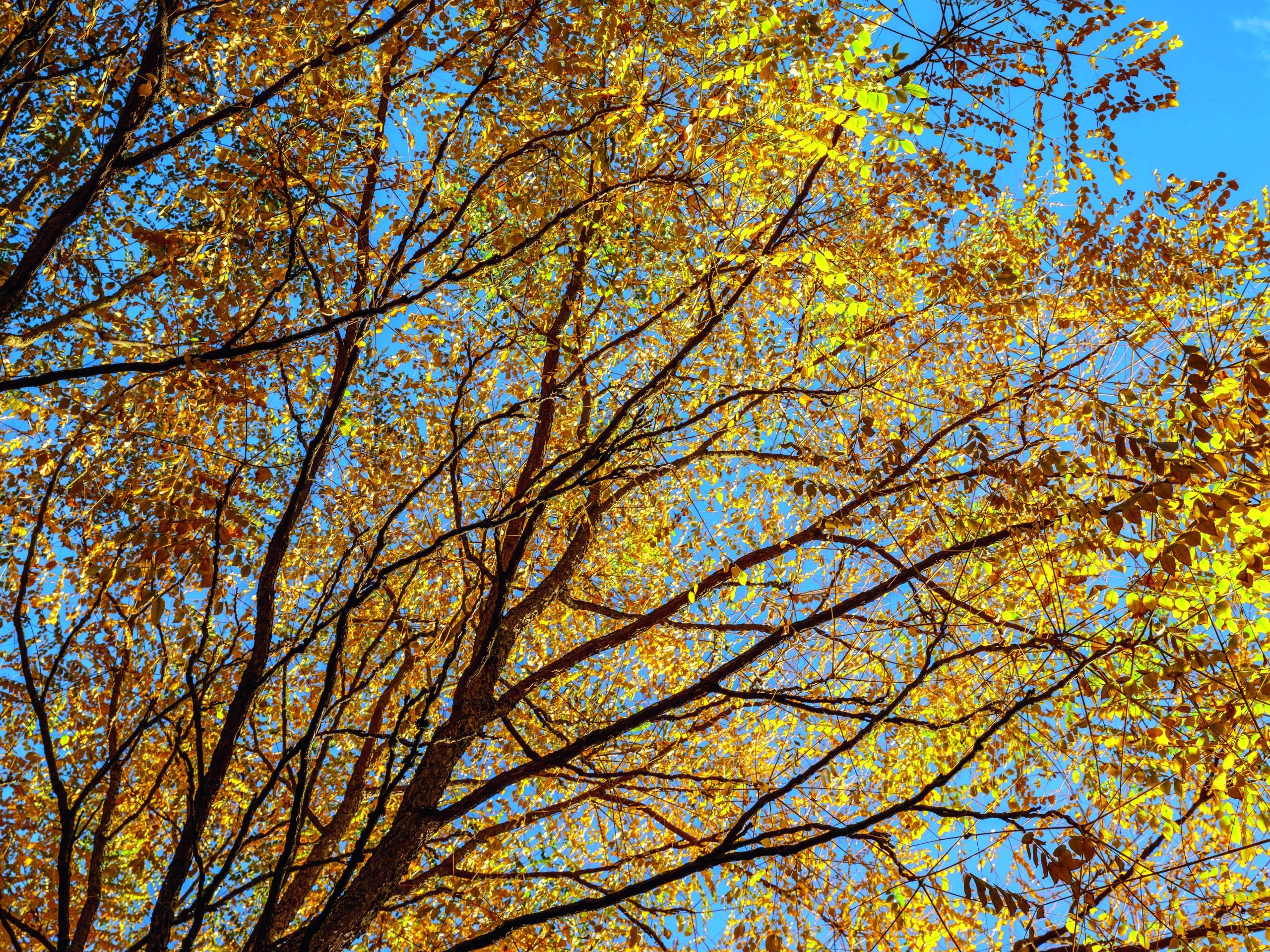 Autumn trees