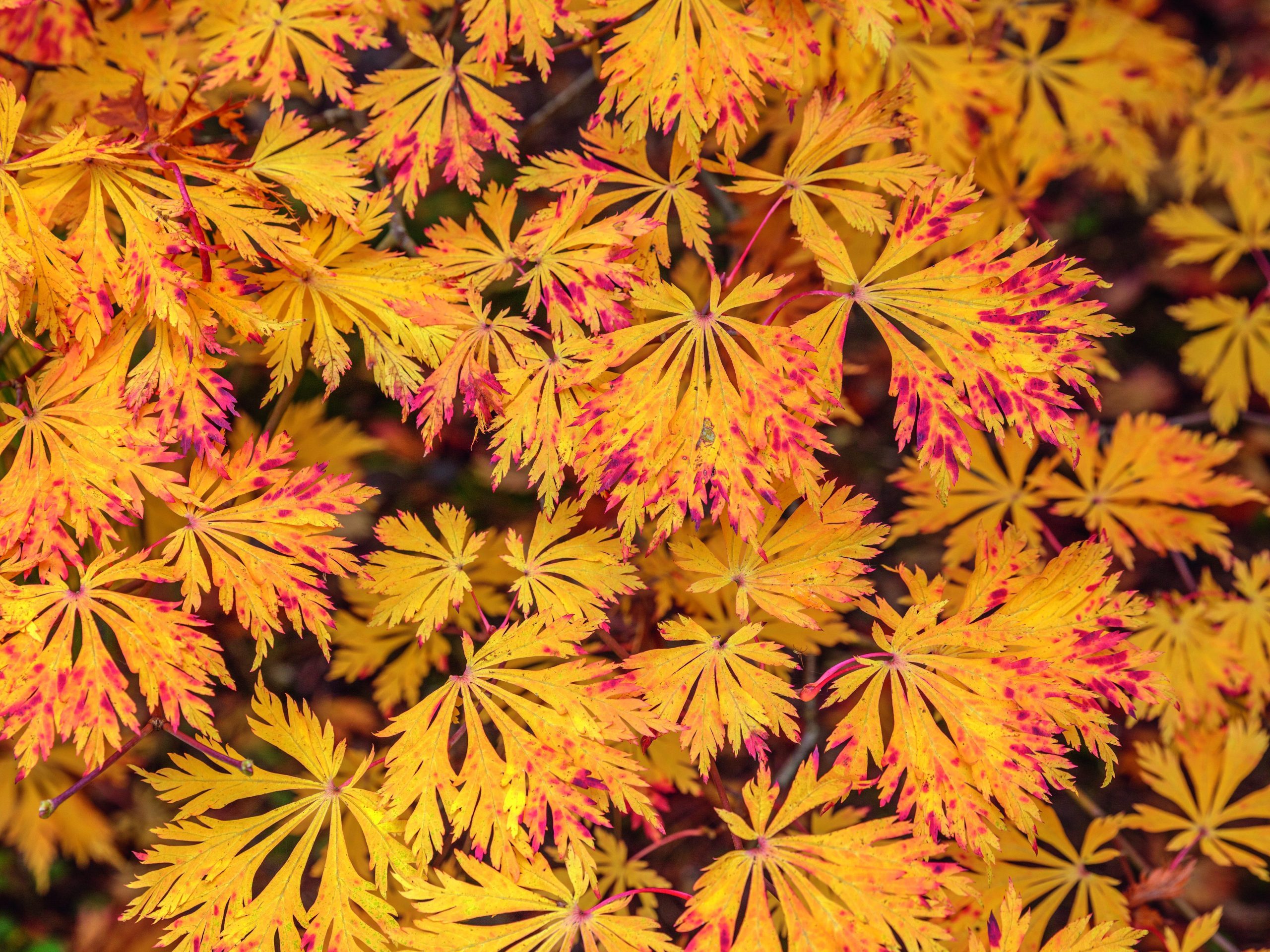 Orange leaves