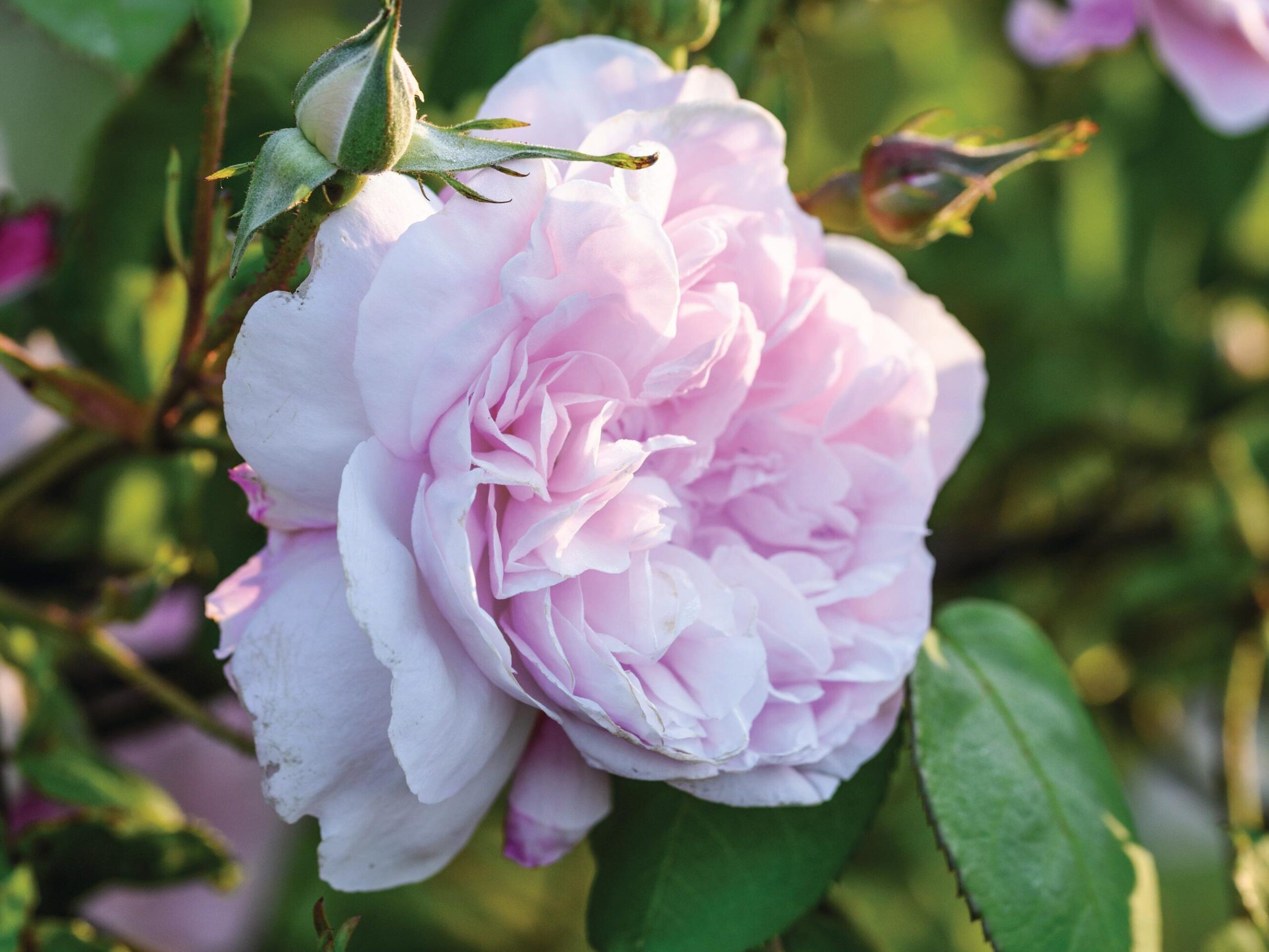 Charlie Ryrie's garden