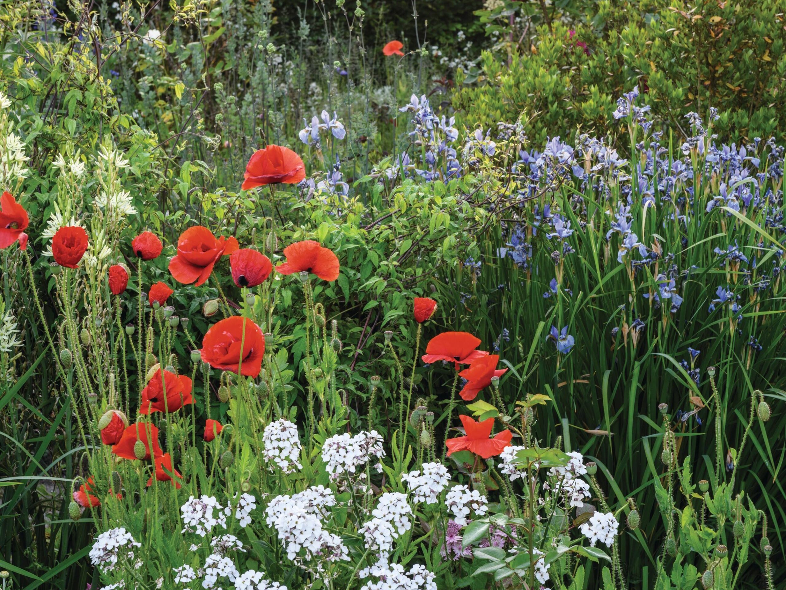 Charlie Ryrie's garden