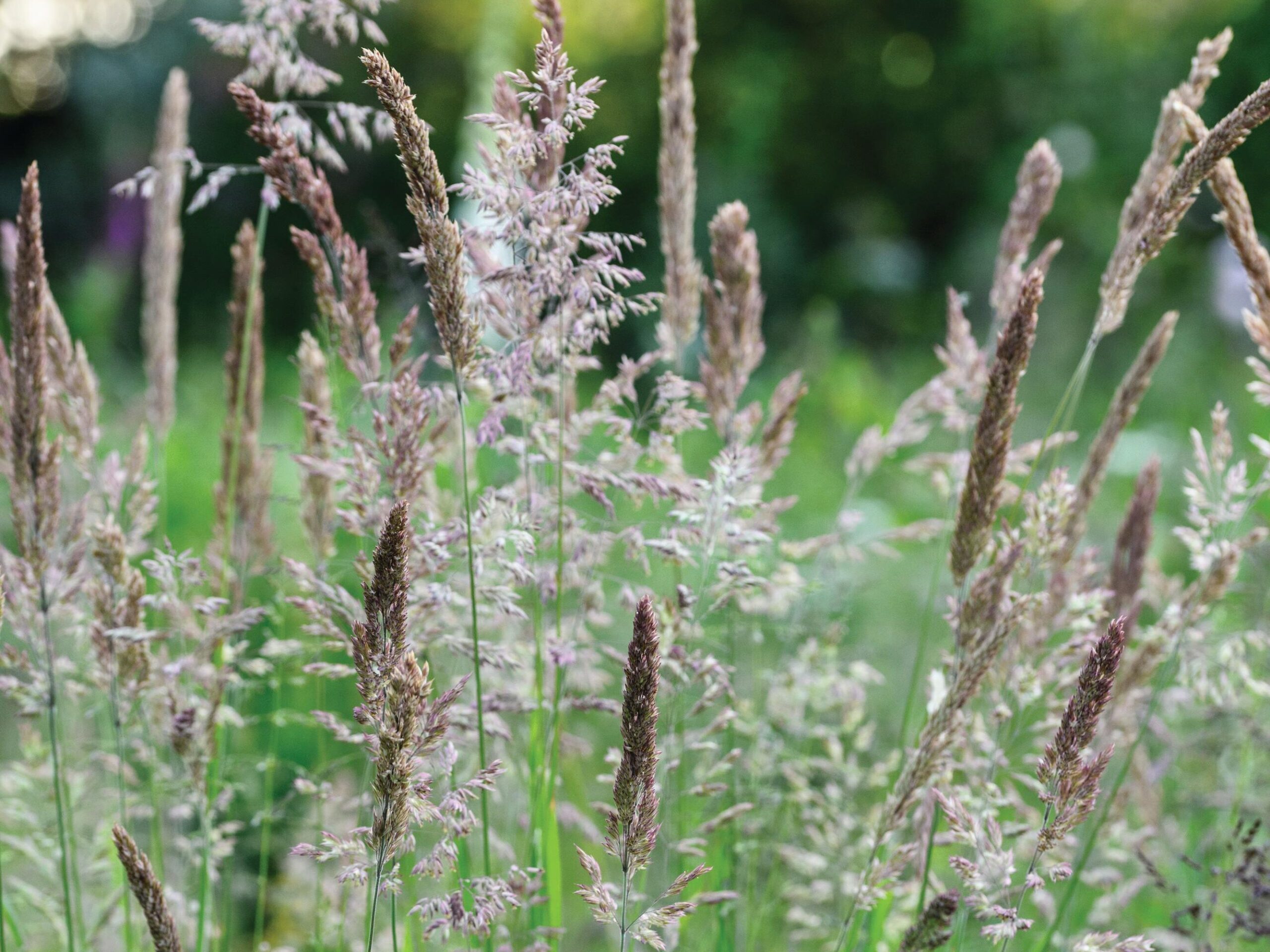 Charlie Ryrie's garden