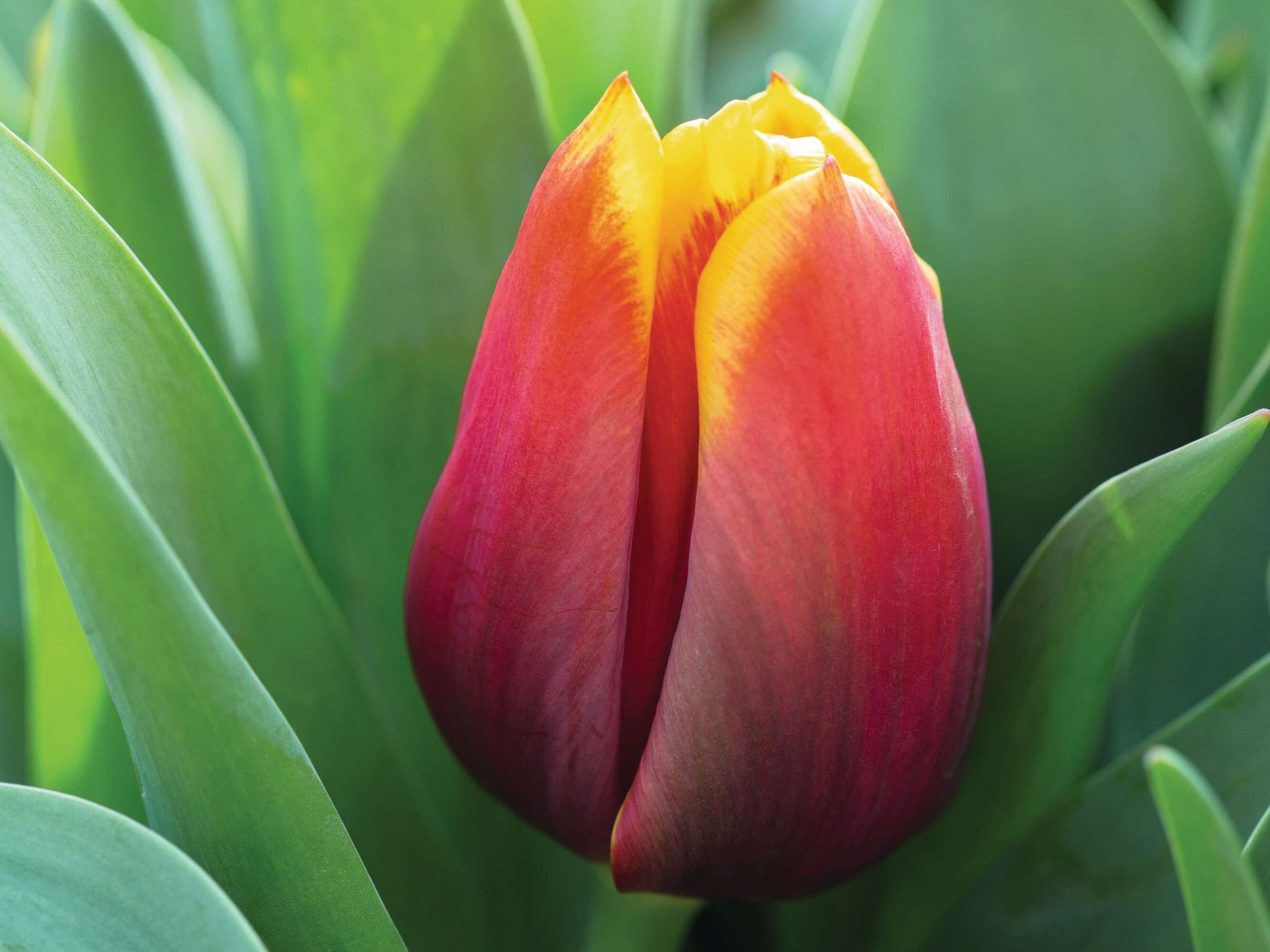 Tulipa ‘Kees Nelis’