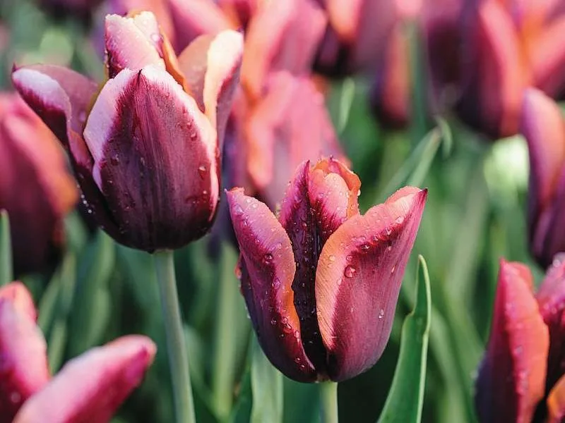 Tulipa ‘Slawa’ JI_160420_BelcombeCourt_232_preview Tulipa ‘Slawa’
