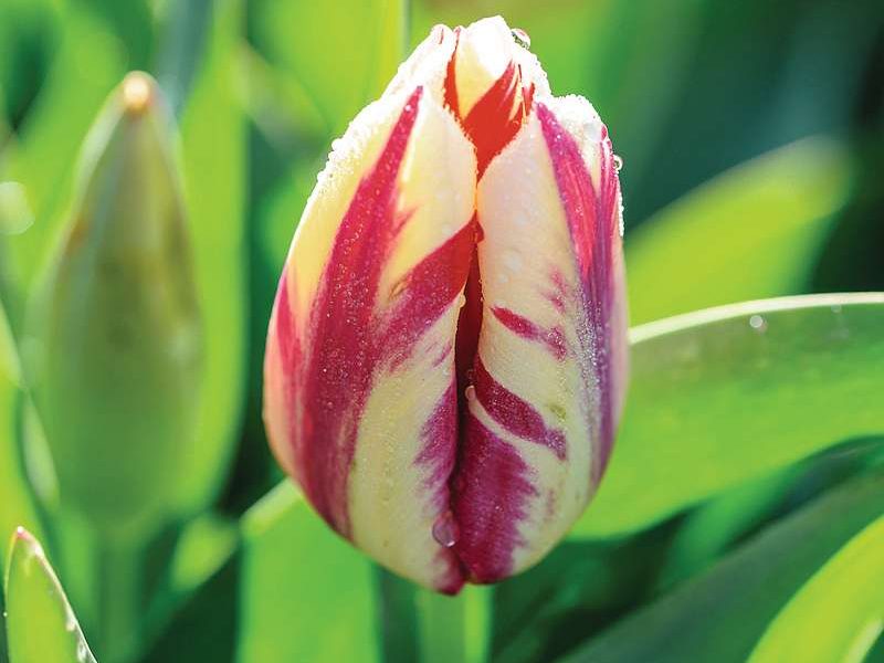 Tulipa ‘Grand Perfection’