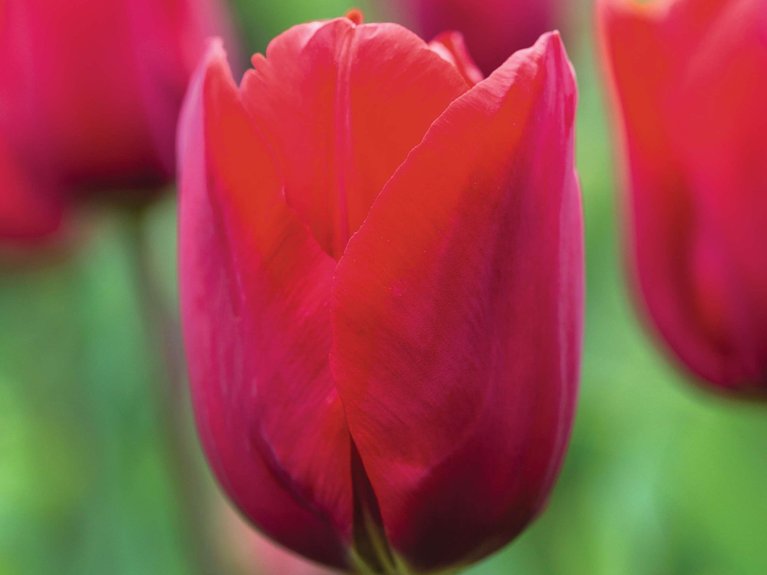 Tulipa ‘Bastogne’