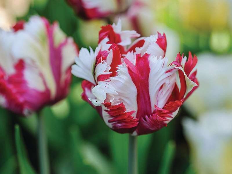Tulipa ‘Estella Rijnveld’