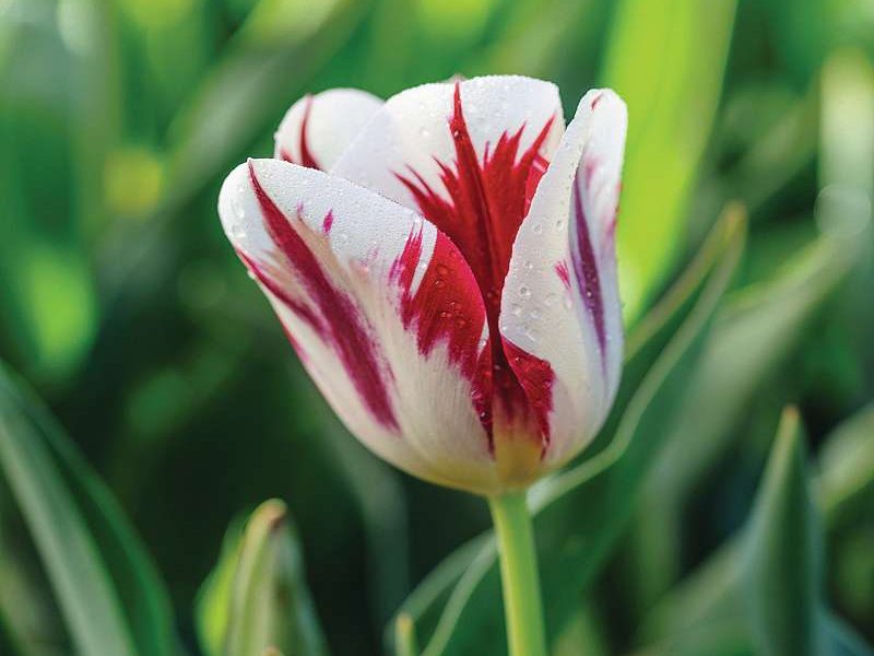 Tulipa ‘Raspberry Ripple’
