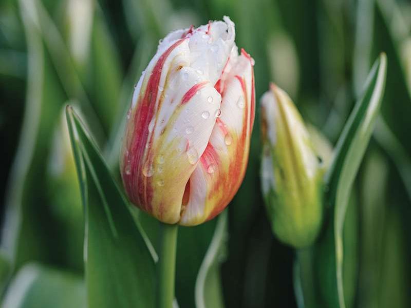 Tulipa ‘Carnaval de Rio’