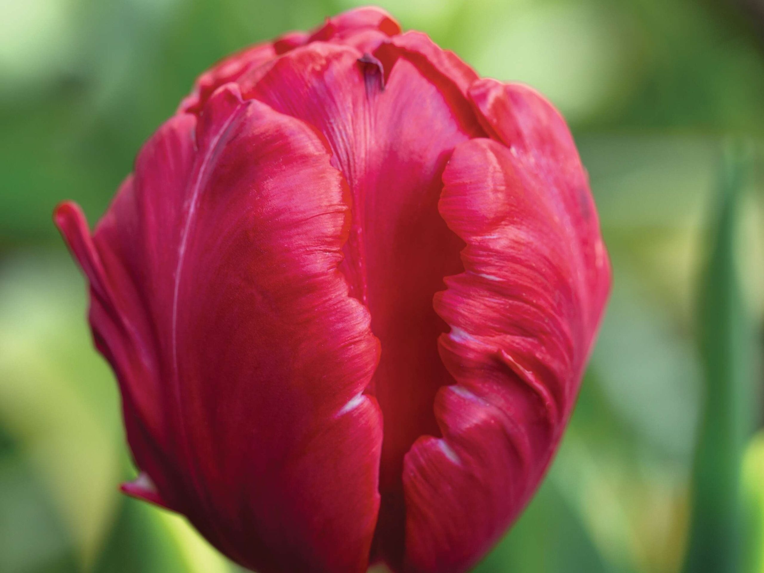Tulipa ‘Rococo’
