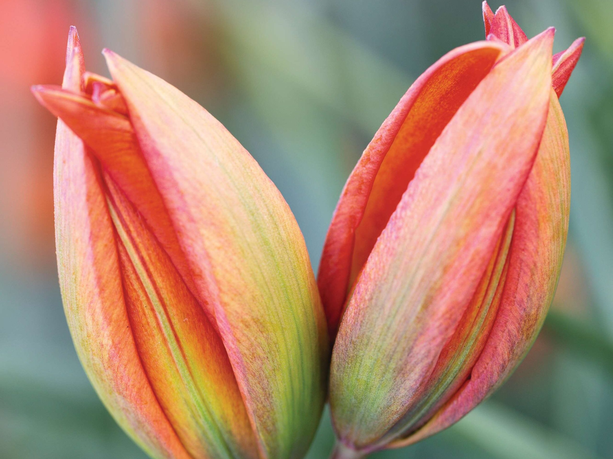 Tulipa orphanidea Hageri Group
