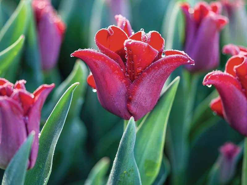 Tulipa 'Red Dress'