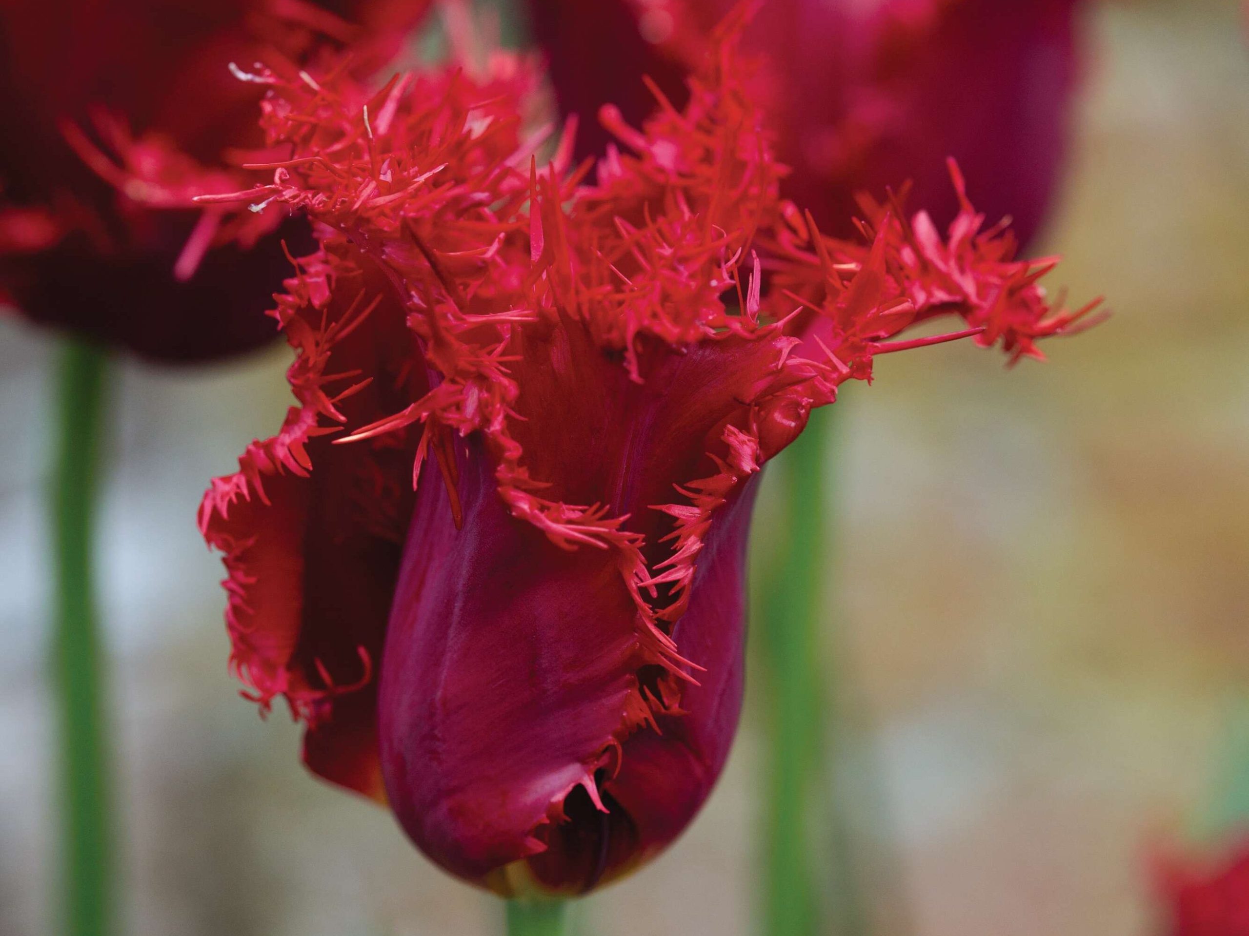 Tulipa ‘Valery Gergiev’