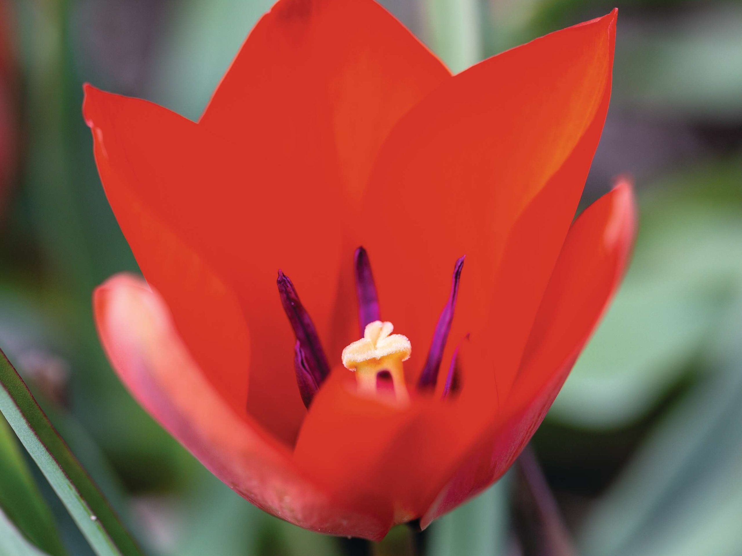 Tulipa linifolia ‘Red Hunter’