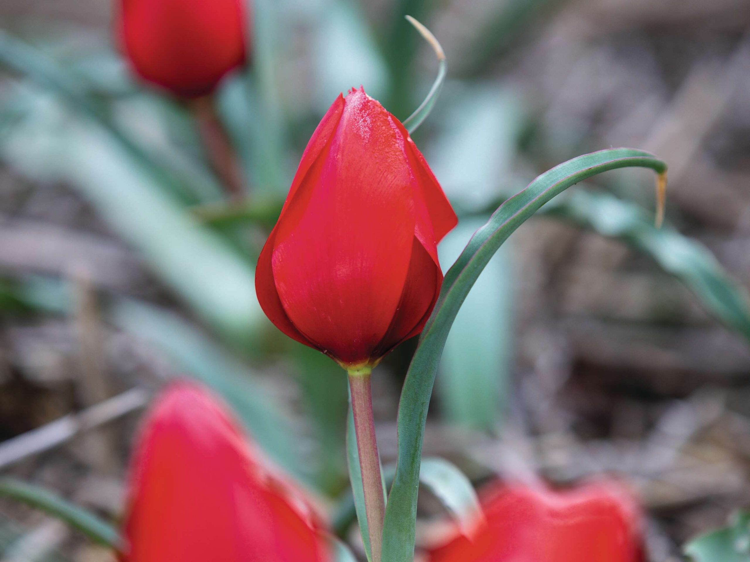 Tulipa montana