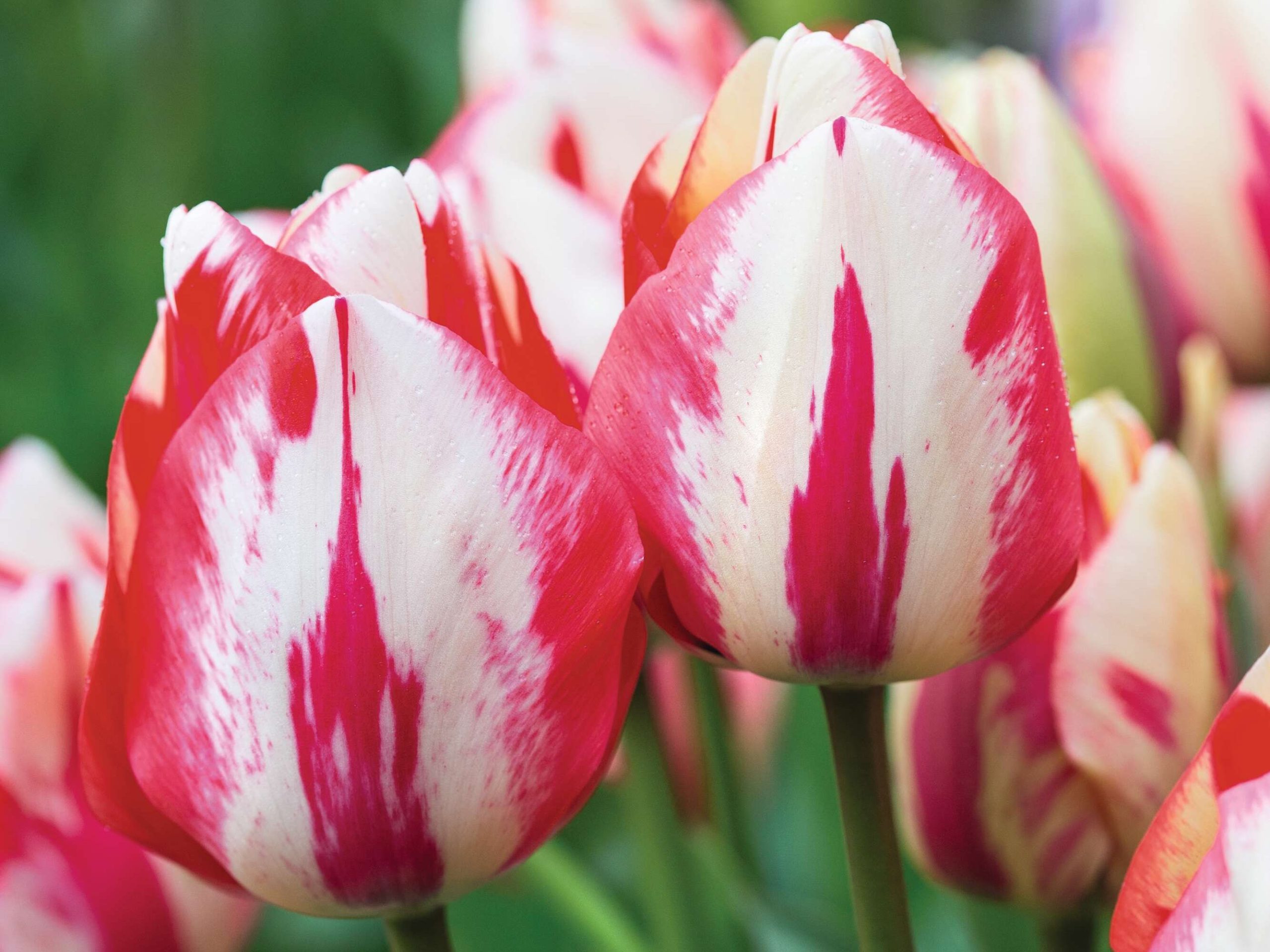 Tulipa ‘Spryng’