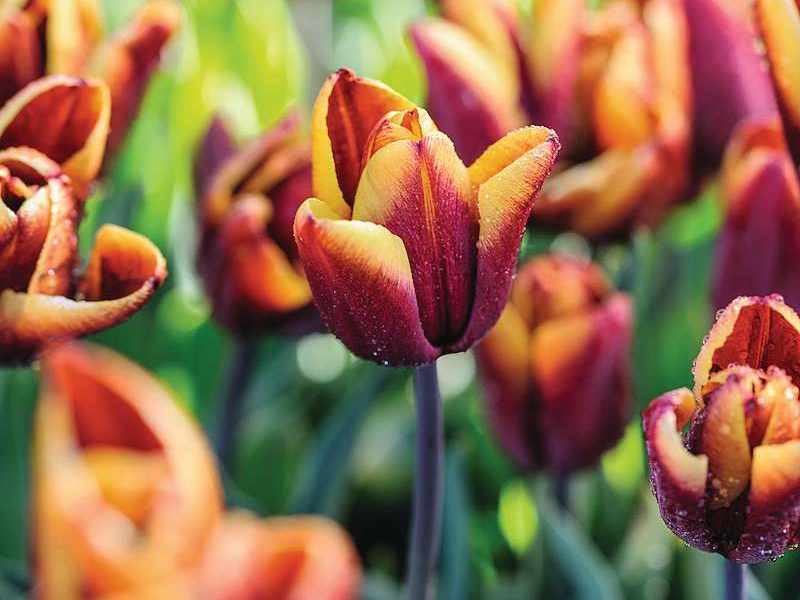 Tulipa ‘Abu Hassan’