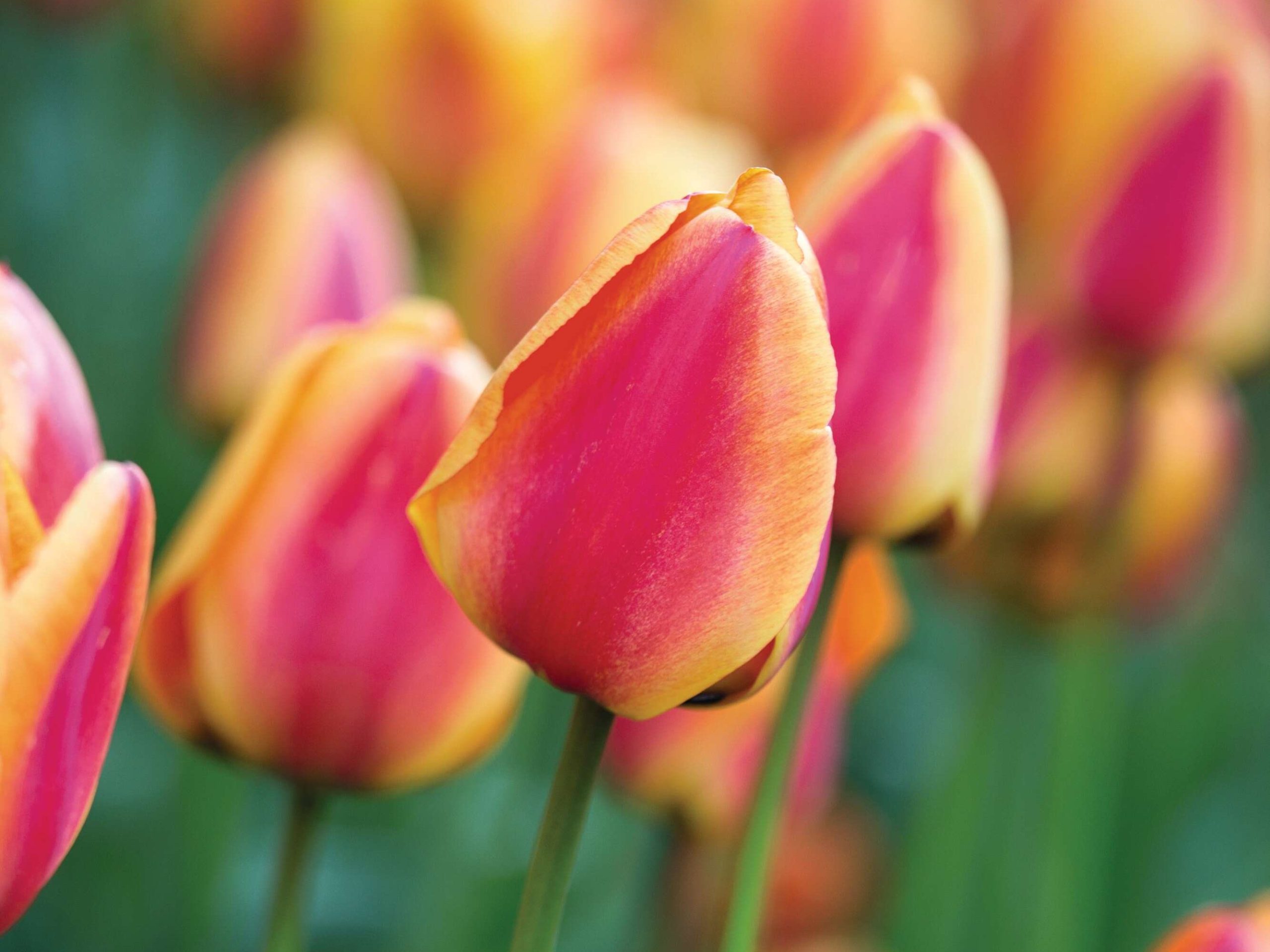 Tulipa ‘Apeldoorn’s Elite’