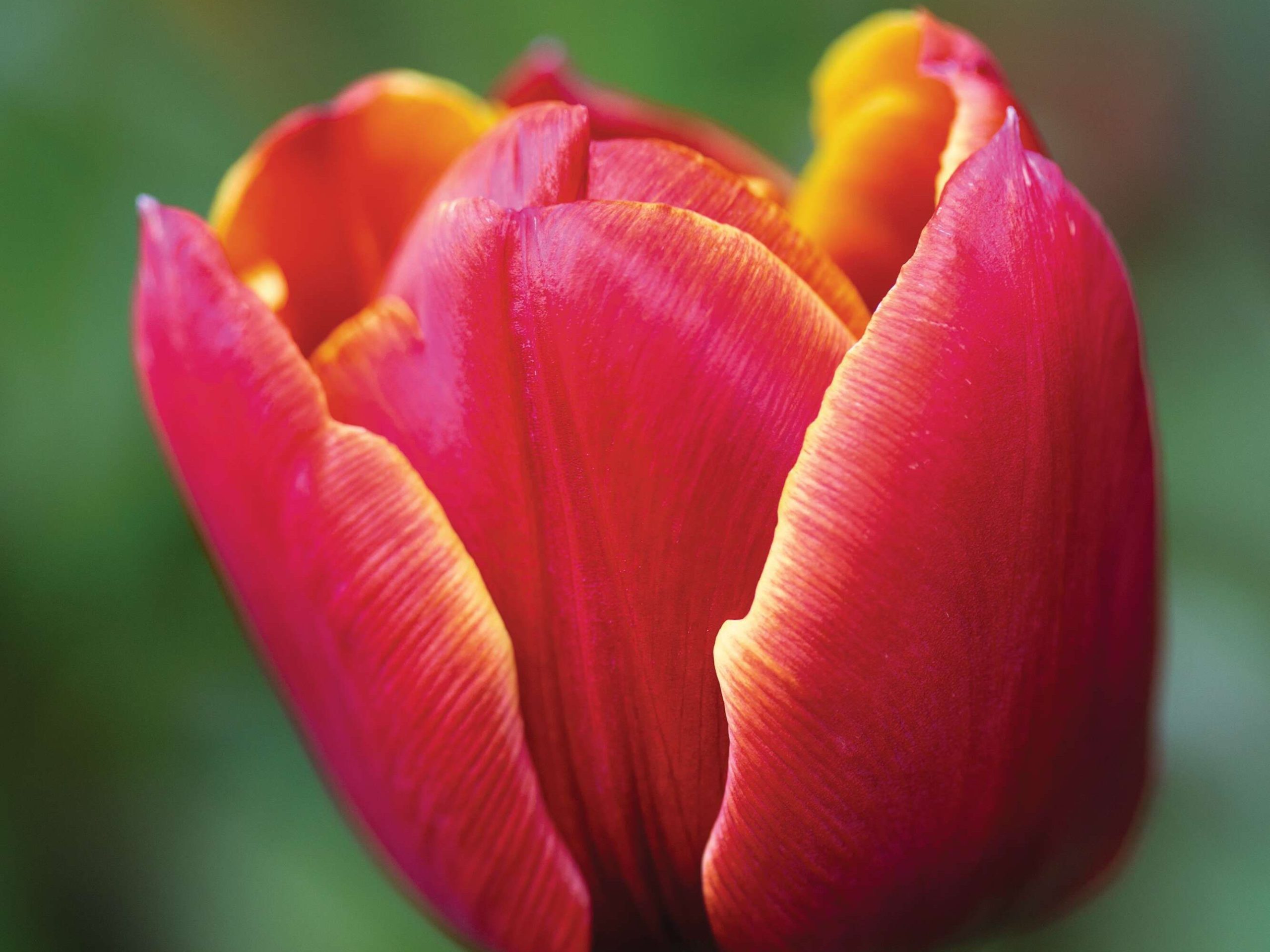 Tulipa ‘Allegretto’