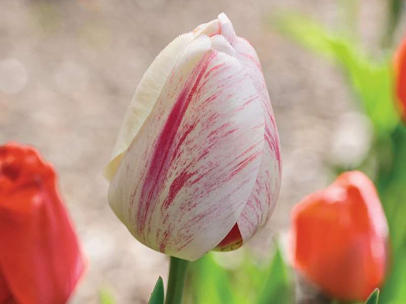 Tulipa ‘Burning Heart’
