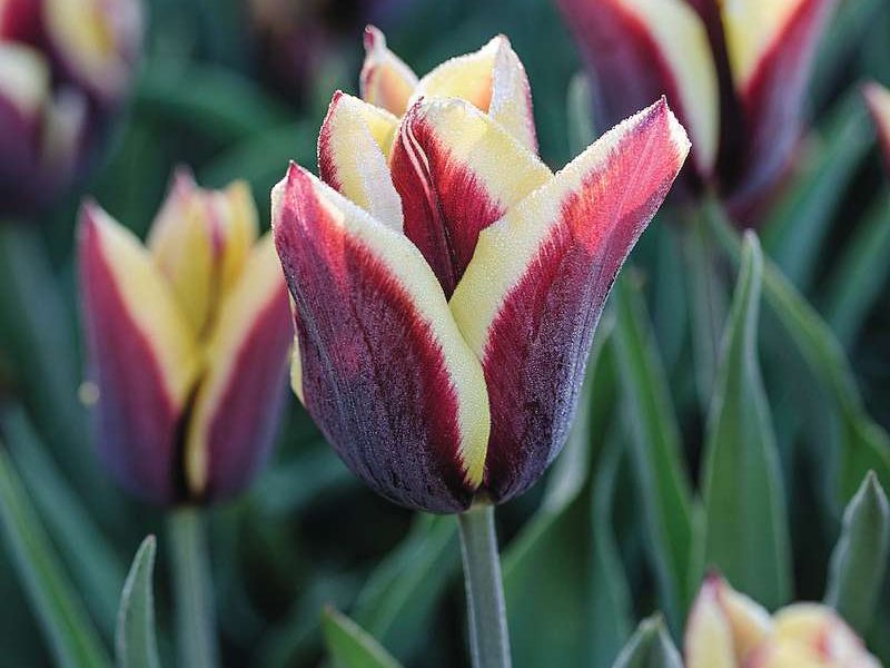 Tulipa ‘Gavota’