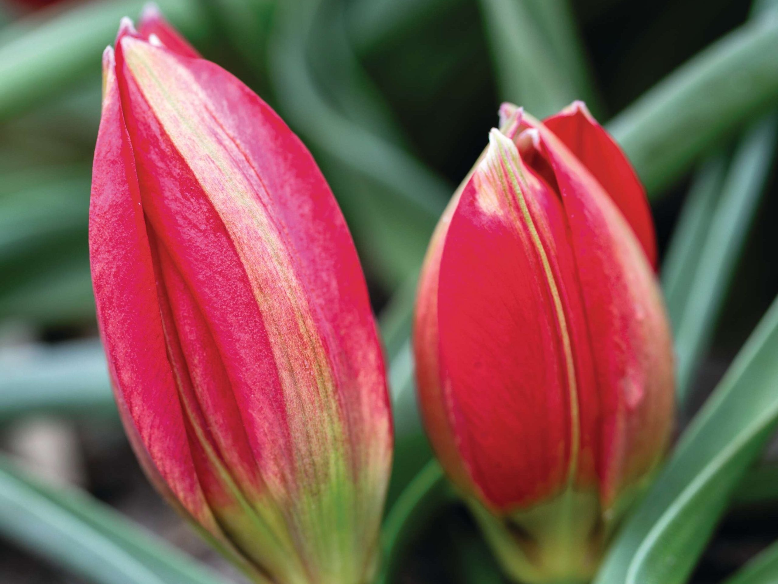 Tulipa humilis ‘Lilliput’