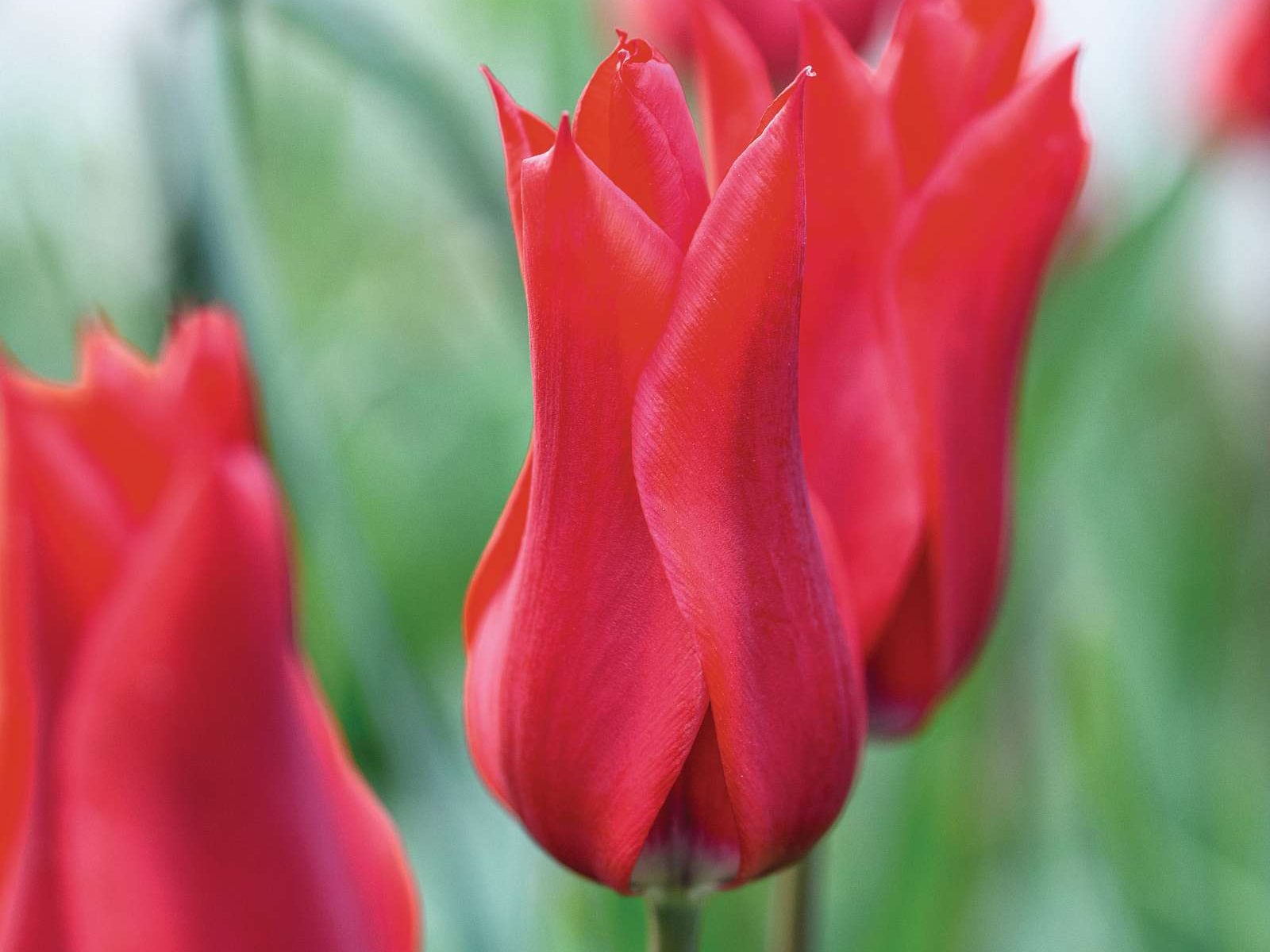 Tulipa ‘Pieter de Leur’