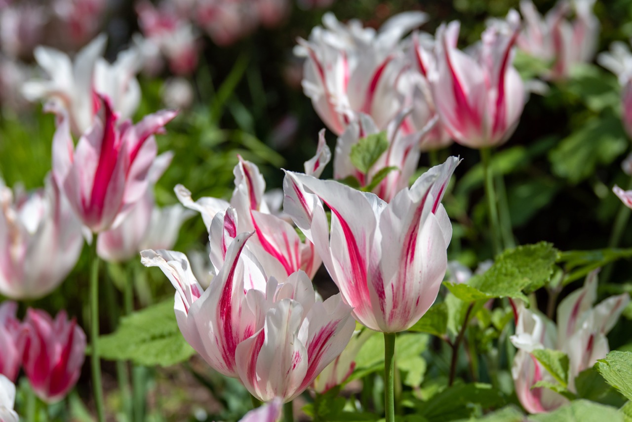 Tulip 'Marilyn' 