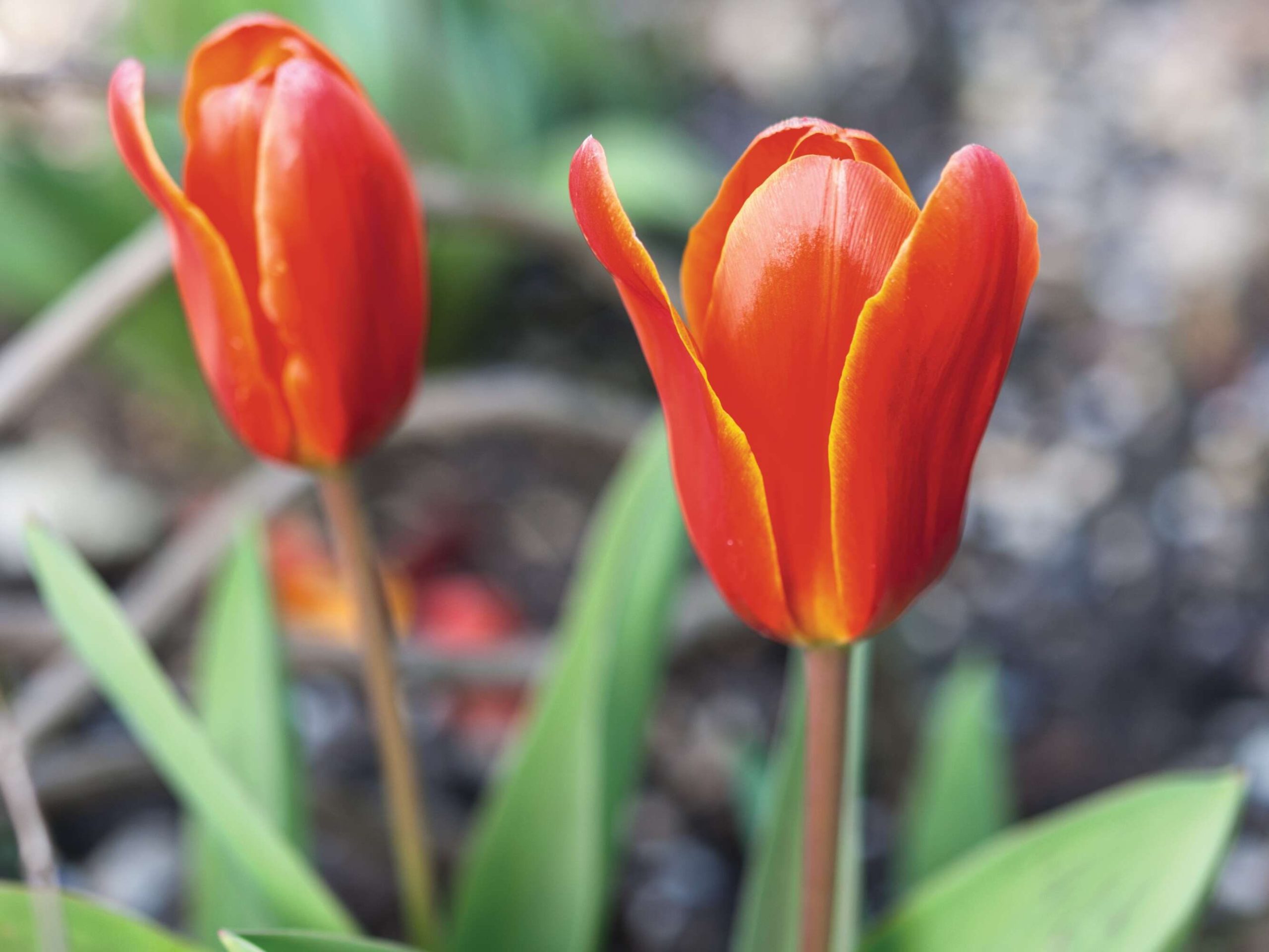 Tulipa ‘Early Harvest’