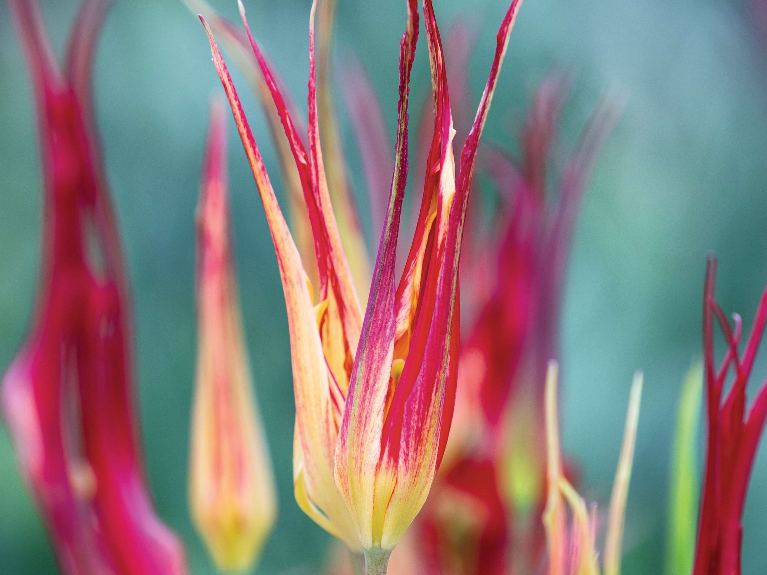 Tulipa acuminata
