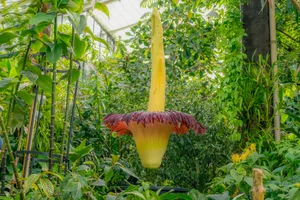 Titan arum flowering at Kew Titan arum flowering at Kew
