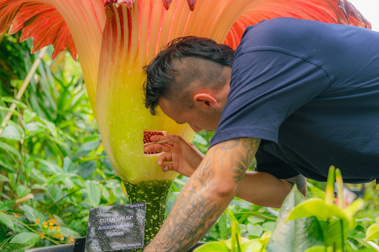 Kew Diploma Student, Toby Lovegrove, hand-pollinates the Titan arum ©Sebstian Kettley © RBG Kew 